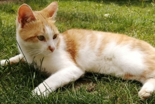 Alerta de Desaparición Gato Hembra , 5 años Saint-Sulpice-la-Pointe Francia