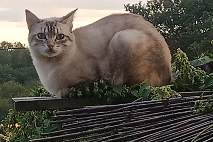 Alerta de Desaparición Gato cruce  Macho , 1 años Grazac Francia